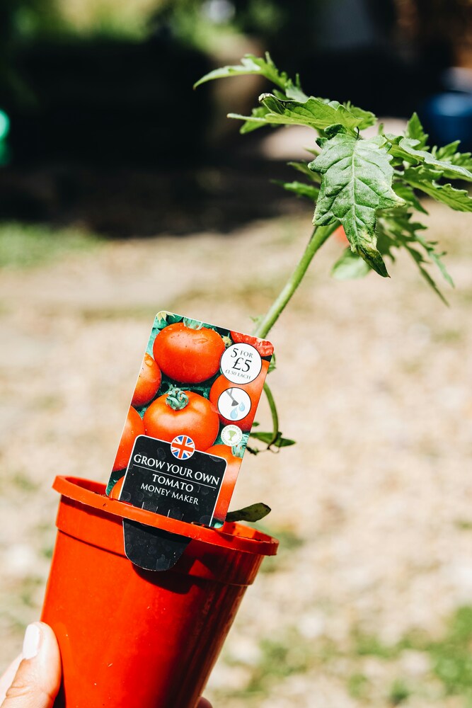 Photo d'un plan de tomate en pot avec étiquette tenu par une main.