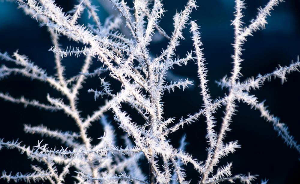 photo de givre sur des branches fines