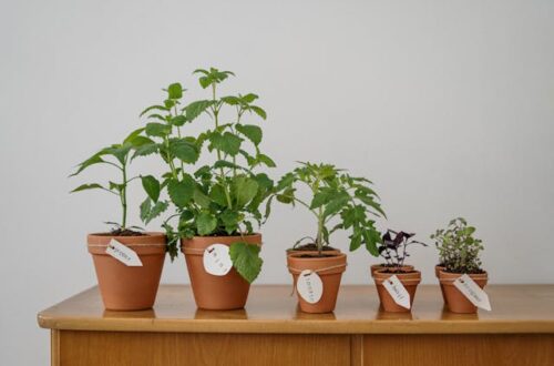 5 pots en terre cuite contenant des plans sur une table. On distingue pour chaque plan une étiquette
