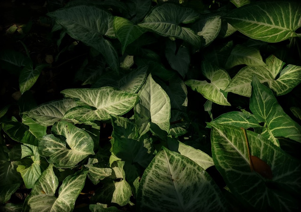 Photo de plante à feuillage vert panaché dans l'ombre et le soleil en alternance