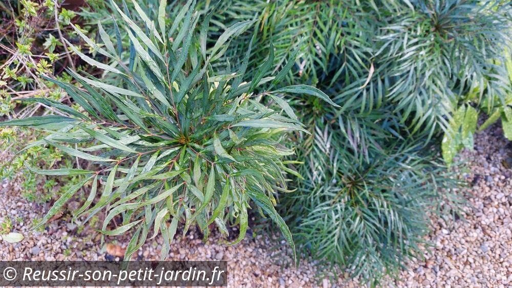 Photo d'un massif de mahonia soft caress