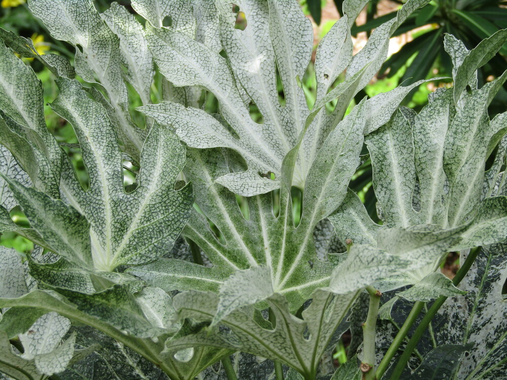 Photo de Fatsia japonica 'Spider's Web'