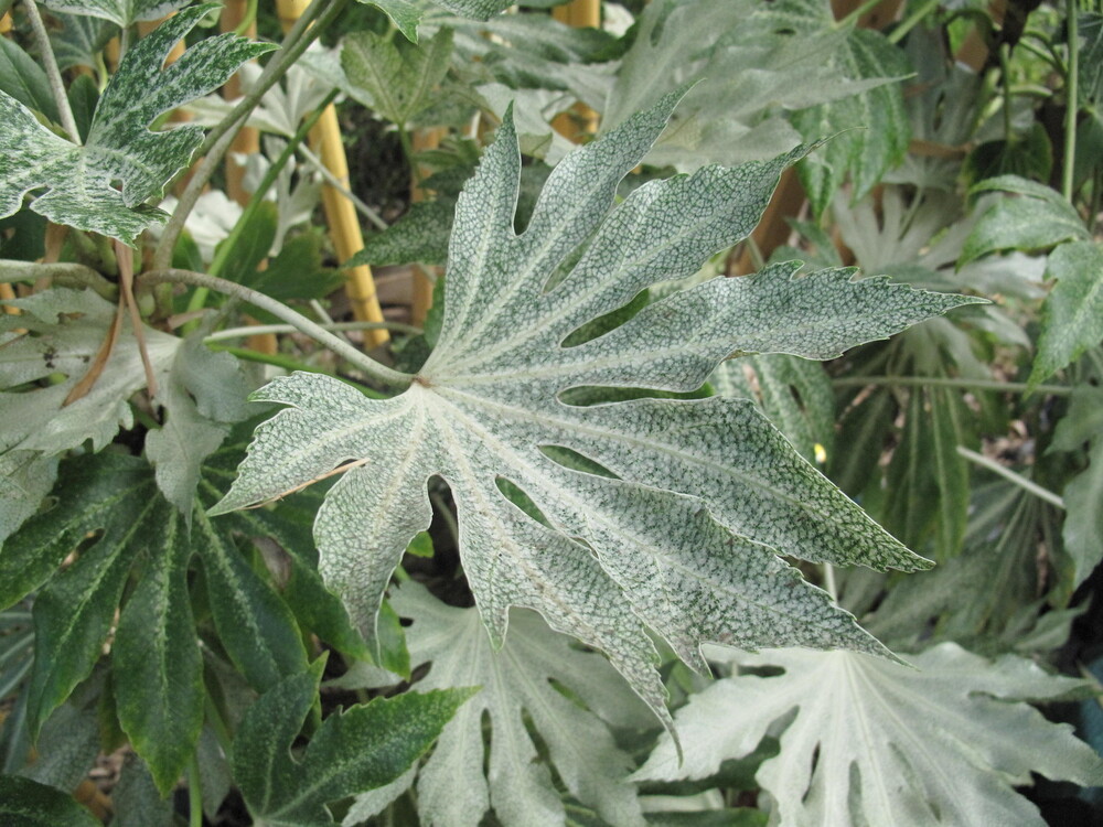 Photo de feuilles de Fatsia japonica 'Spider's Web' en gros plan