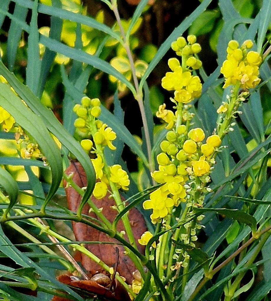 Photo d'une fleur de mahonia soft caress de couleur jaune vif