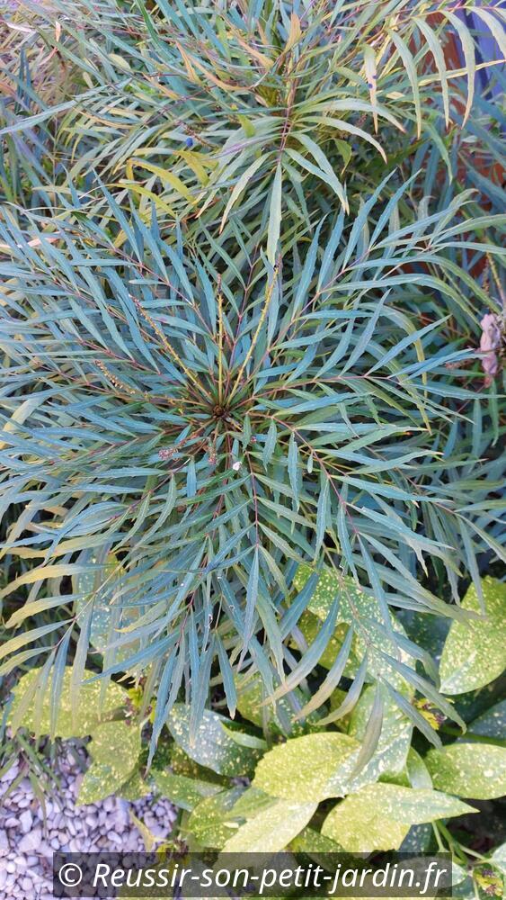 Photo de feuilles de mahonia soft caress
